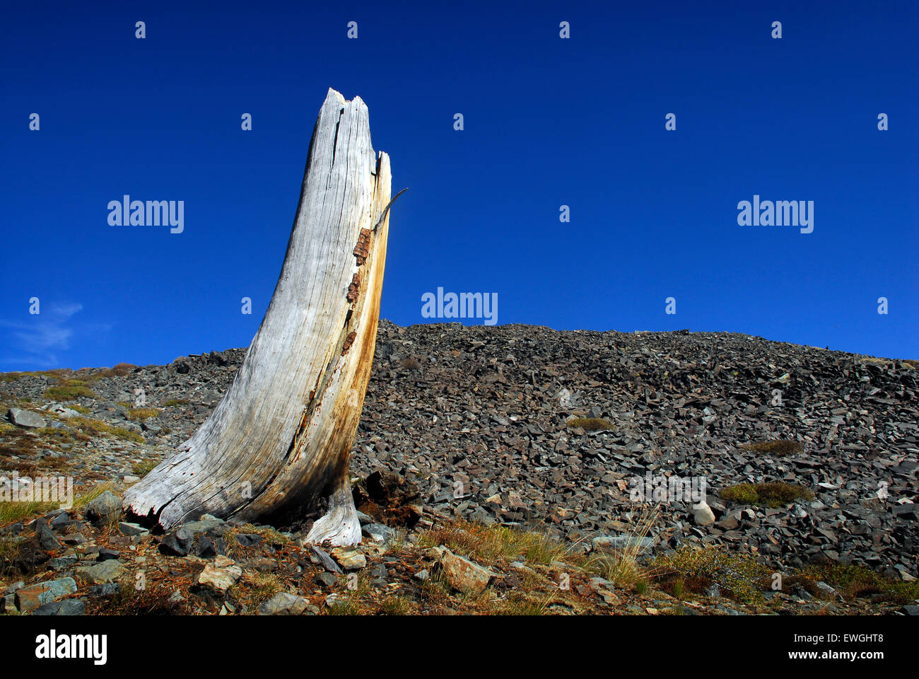 Dead whitebark pine, monte Tallac trail, Lake Tahoe regione, California Foto Stock