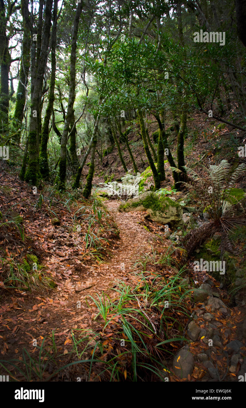 Miller Trail, Mt. Tamalpais State Park, California Foto Stock