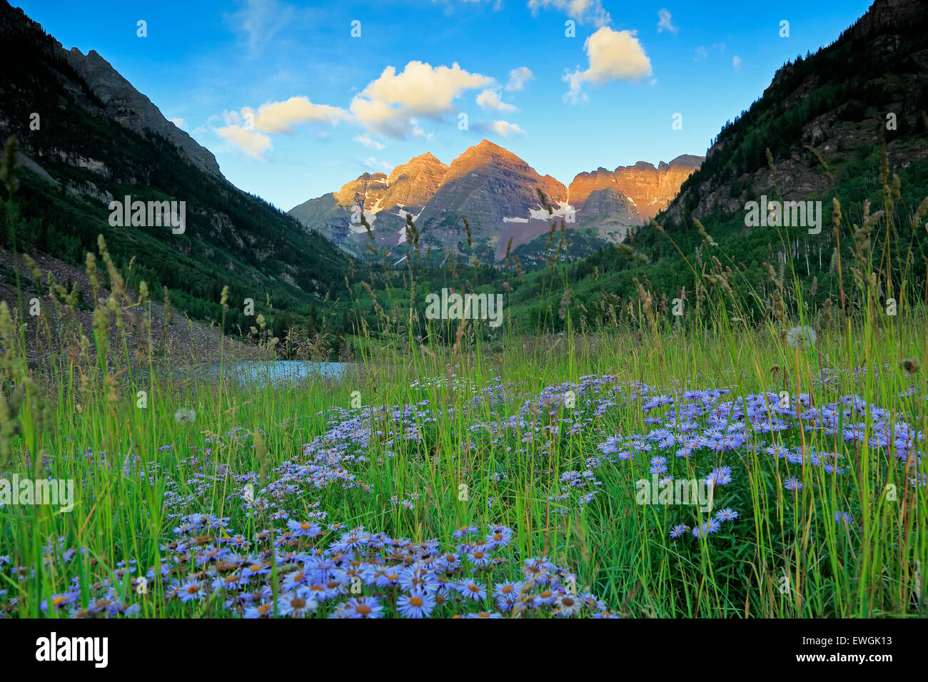 Maroon Bells e fiori selvatici, White River National Forest, Aspen Colorado, STATI UNITI D'AMERICA Foto Stock