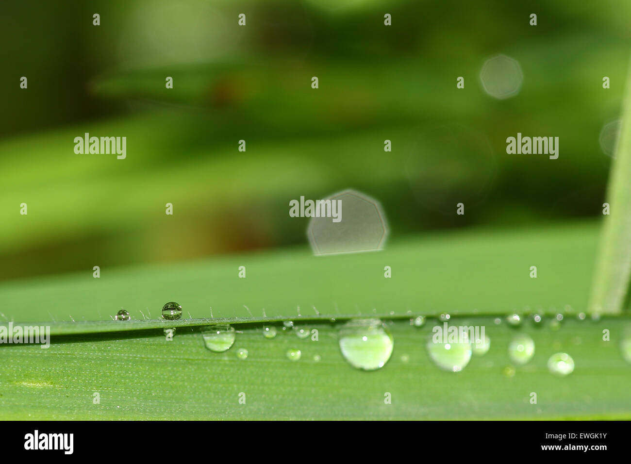 Gocce di acqua di pioggia sull'erba Foto Stock