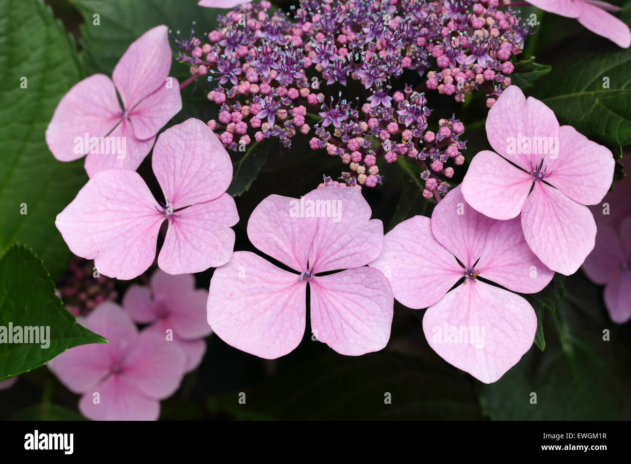 Hydrangea macro phylla fiori Foto Stock