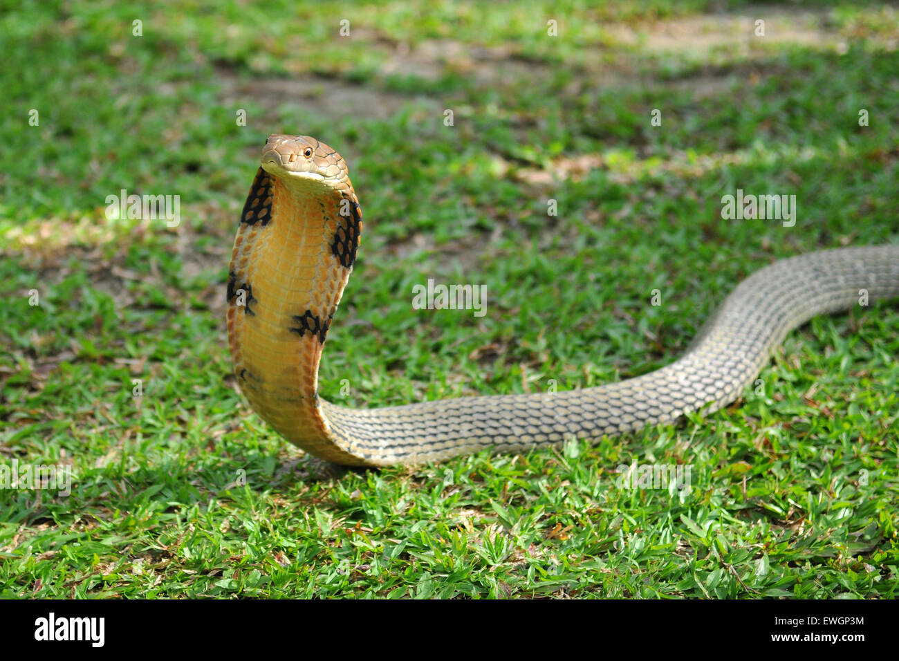 Re Cobra snake Foto Stock