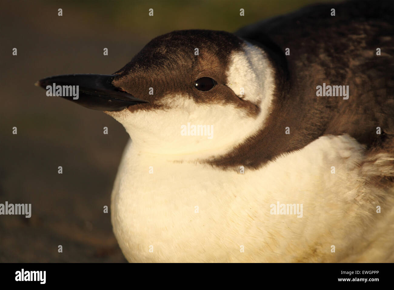Un Ritratto Dettagliato di un comune Murre. Foto Stock