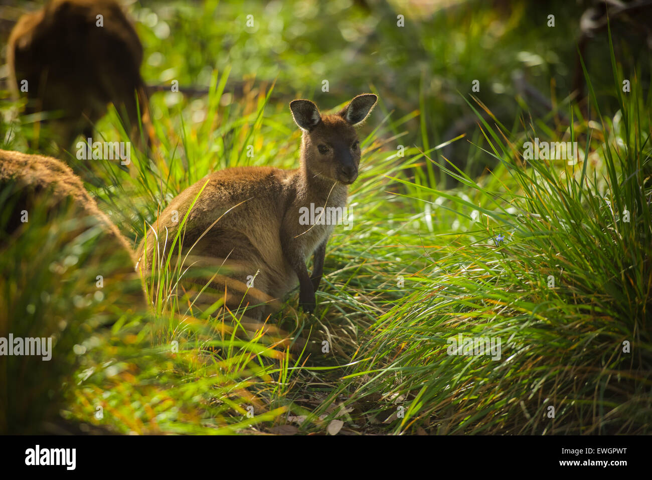 Canguri selvatici in Kangaroo Island cercando il cibo al mattino. Foto Stock