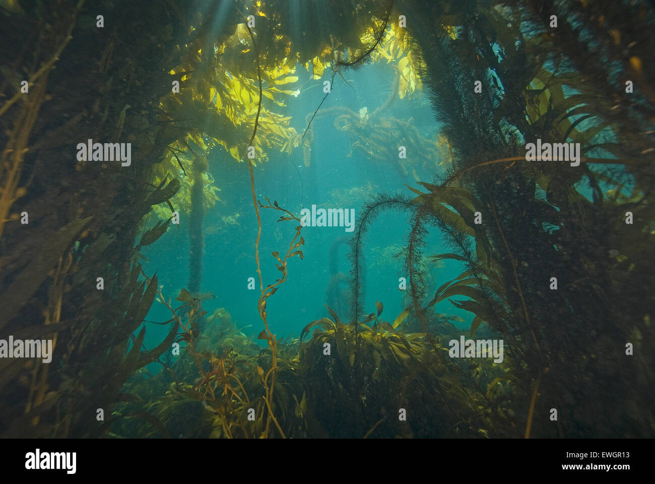 Le alghe sott'acqua di California Kelp Forest Foto Stock