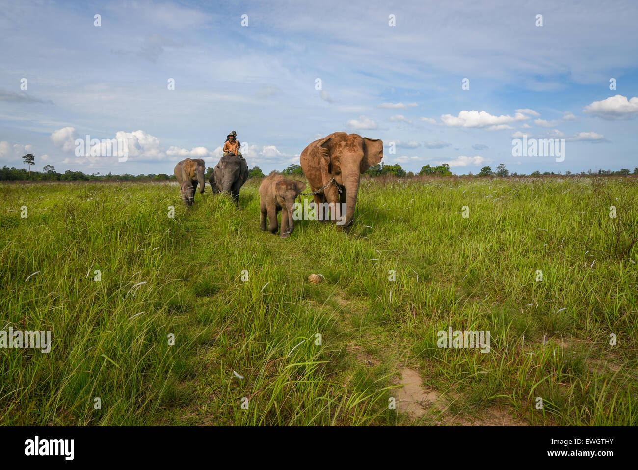 Mandrie di elefanti di Sumatra (Elephas maximus sumatranus) sul modo Kambas Parco Nazionale di pascoli. Foto Stock