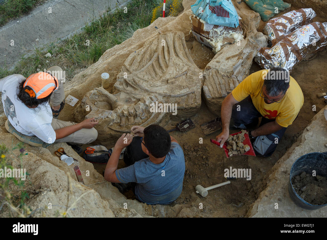 Rhino scheletro fossile (Stephanorhinus etruscus) Muro de Aguas. La Rioja. Spagna. Europa Foto Stock