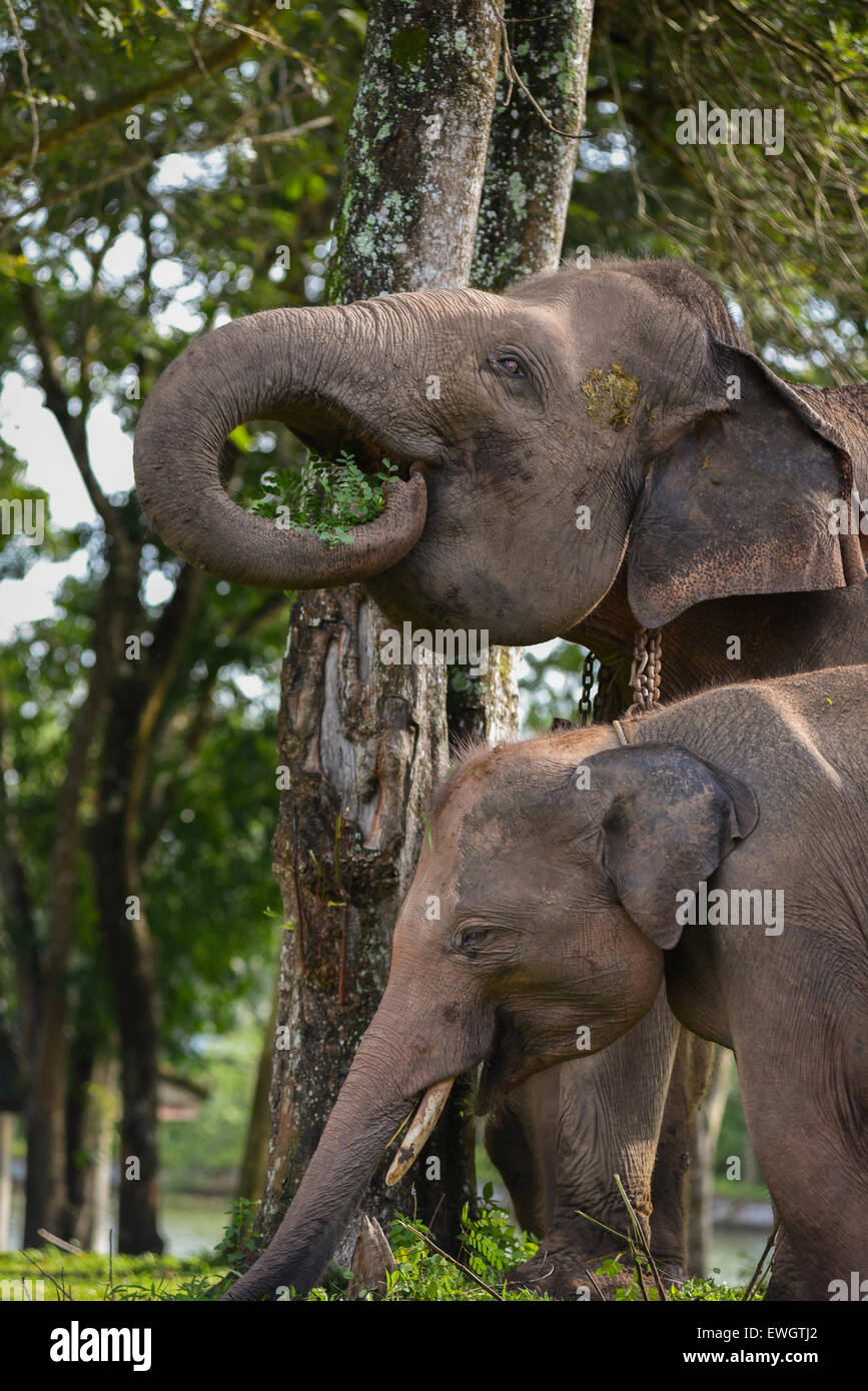 Elefanti di Sumatra (Elephas maximus ssp. sumatranus) in modo kambas National Park, Sumatra, Indonesia. Foto Stock