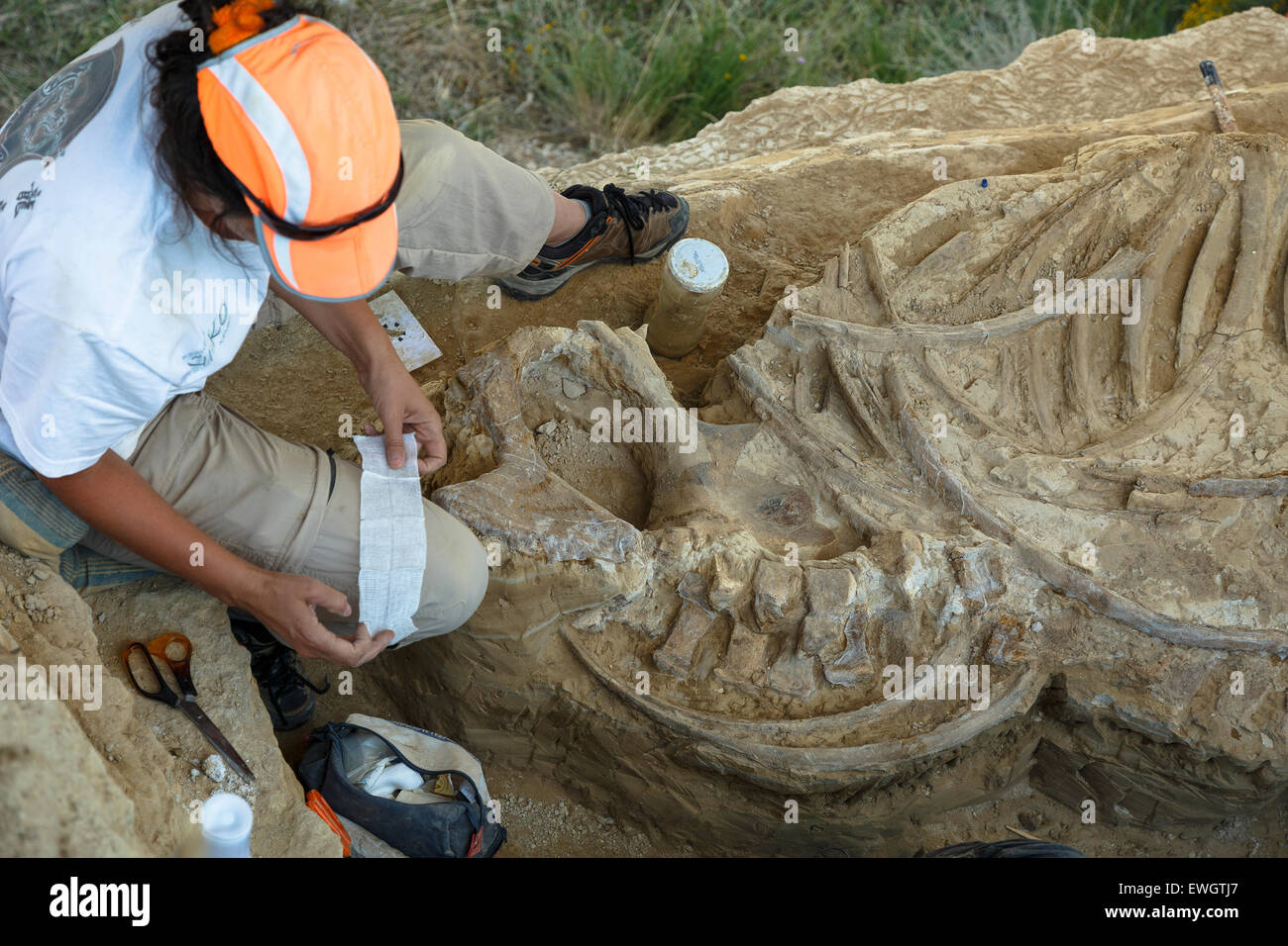 Rhino scheletro fossile (Stephanorhinus etruscus) Muro de Aguas. La Rioja. Spagna. Europa Foto Stock