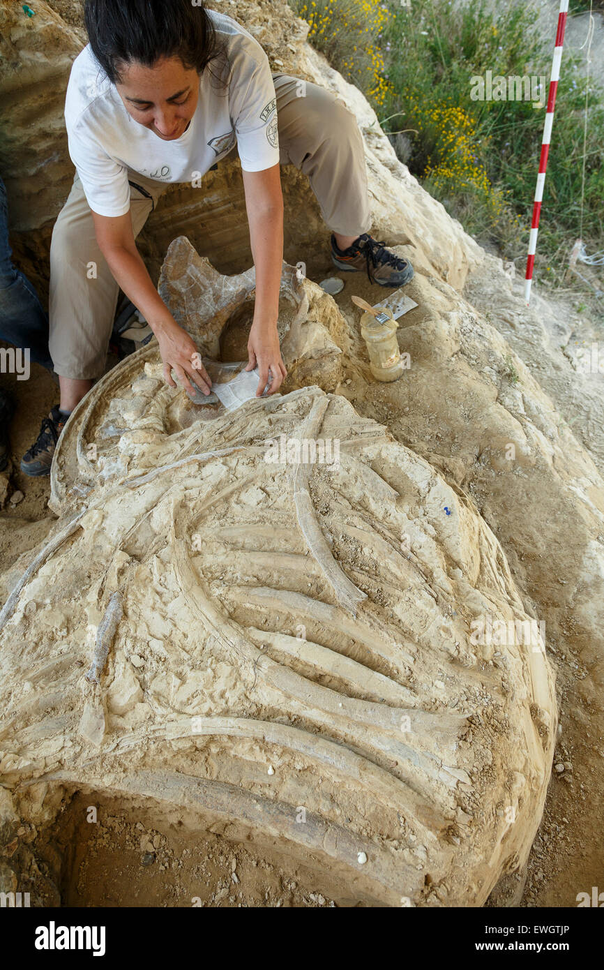 Rhino scheletro fossile (Stephanorhinus etruscus) Muro de Aguas. La Rioja. Spagna. Europa Foto Stock