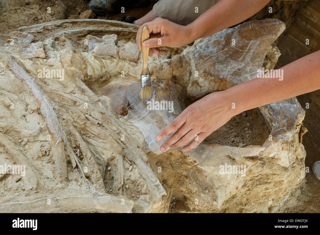 Rhino scheletro fossile (Stephanorhinus etruscus) Muro de Aguas. La Rioja. Spagna. Europa Foto Stock