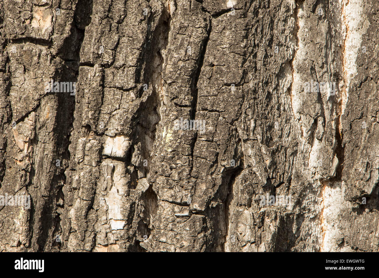 Lo sfondo o la texture della corteccia di albero. Foto Stock