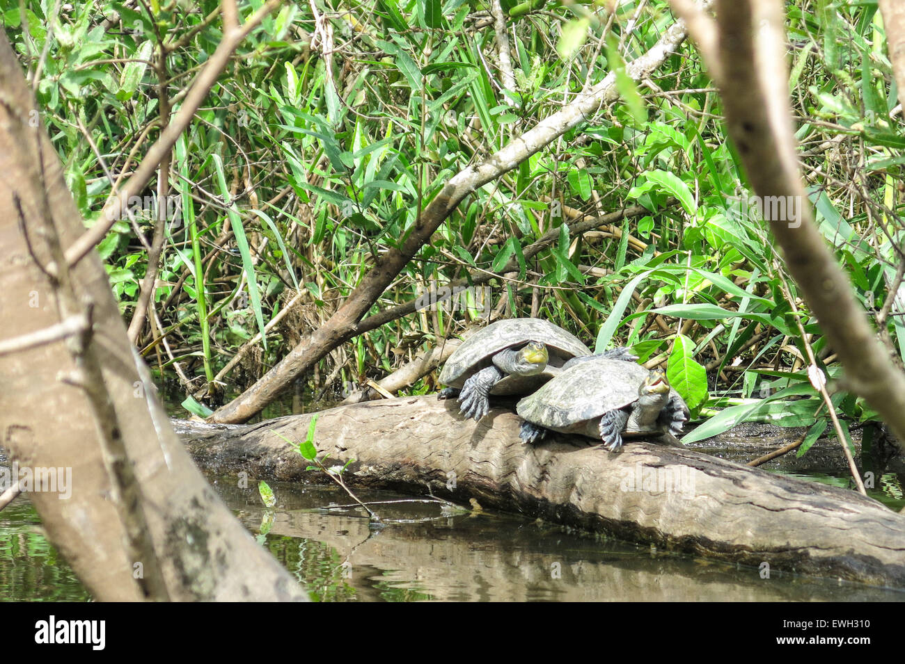 Le tartarughe marine nel fiume Yacuma. Bolivia, Pampas del Yacuma proteggere la zona vicino a Rurrenabaque e Parco Nazionale Madidi in Amazzonia boliviana area. Foto Stock