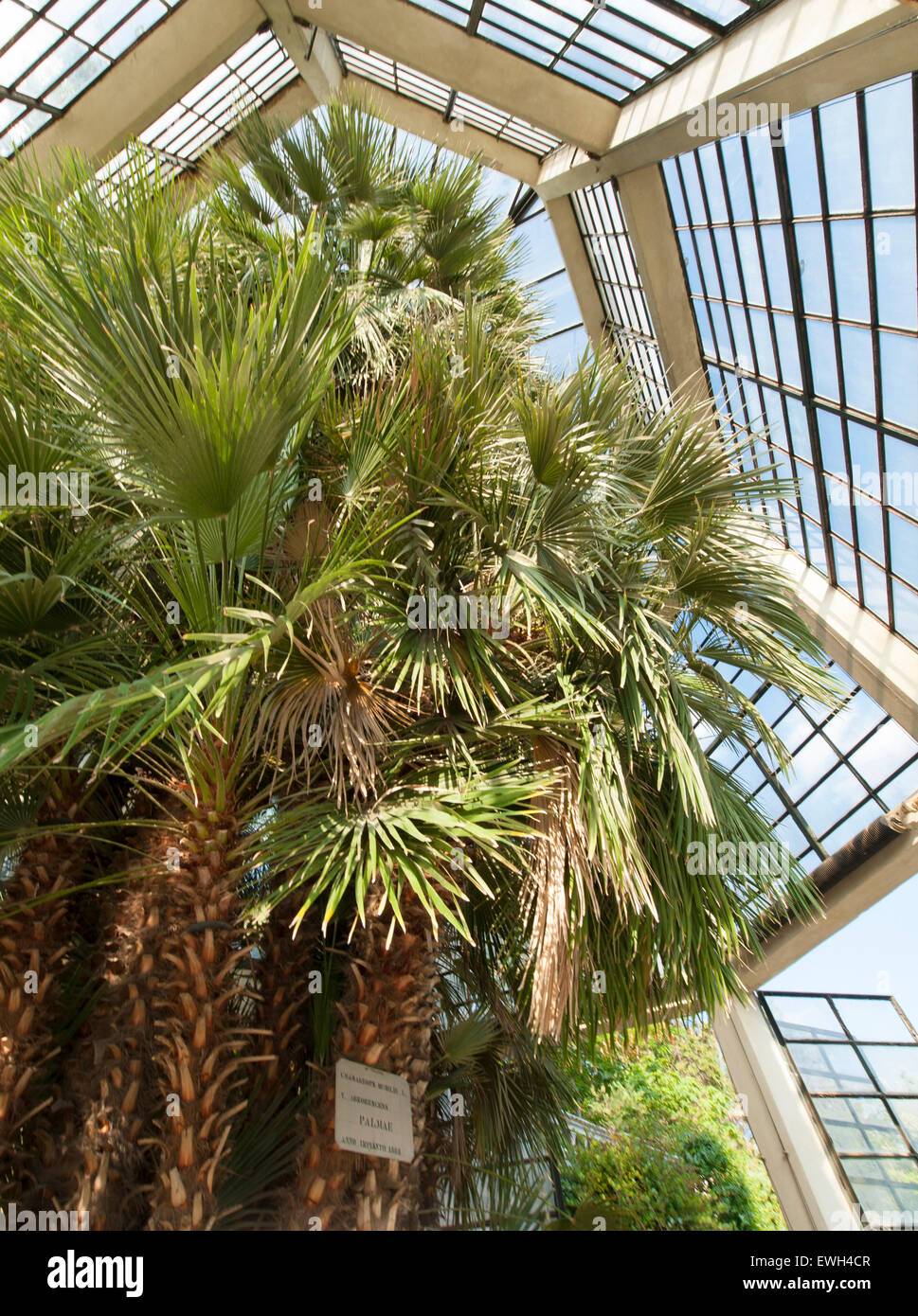 Il cosiddetto "Goethe Palm' a Padova è Orto Botanico, il più antico del mondo accademico giardino botanico. Foto Stock