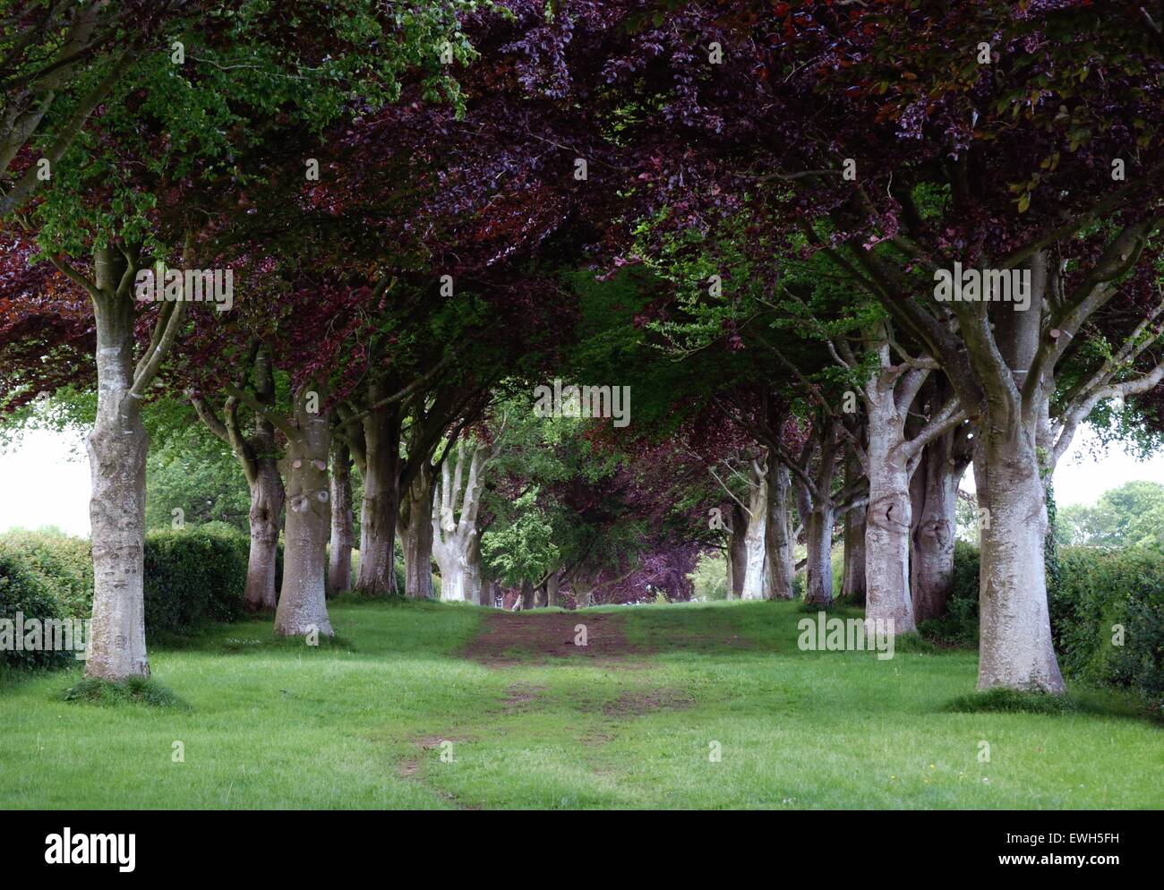 Sentiero attraverso alberi di faggio verde e rame Foto Stock
