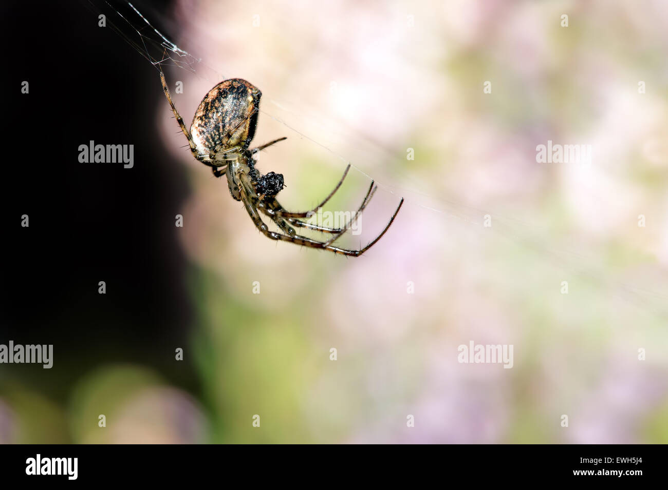 Comune di Orb Weaver Spider (Neoscona Oaxacensis) Foto Stock
