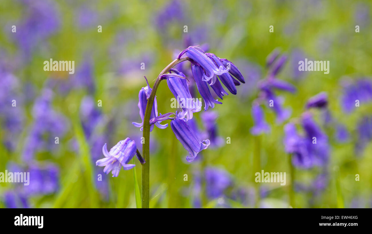 Bluebell, Hyacinthoides non scripta, Endimione non scriptus, millefiori, Carstramon legno, Dumfries & Galloway, Scozia Foto Stock