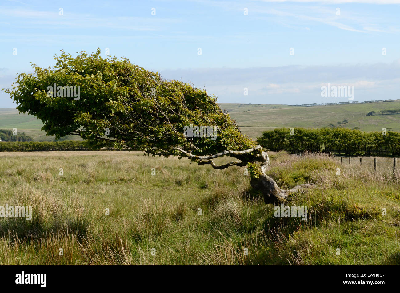 Faggio sagomato dal forte vento Tarka Trail Parco Nazionale di Exmoor Devon England Regno Unito GB Foto Stock