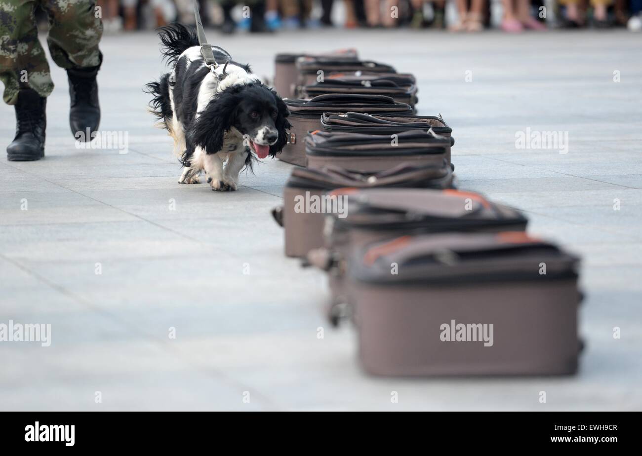 Harbin. Il 26 giugno, 2015. Un farmaco-sniffing ricerche del cane per farmaci durante una dimostrazione presentando basic anti-droga le competenze di polizia i cani di Harbin, città capitale del nord-est della Cina di Provincia di Heilongjiang, Giugno 26, 2015, che è anche la Giornata Internazionale contro l abuso e il traffico illecito di droghe. © Wang Kai/Xinhua/Alamy Live News Foto Stock