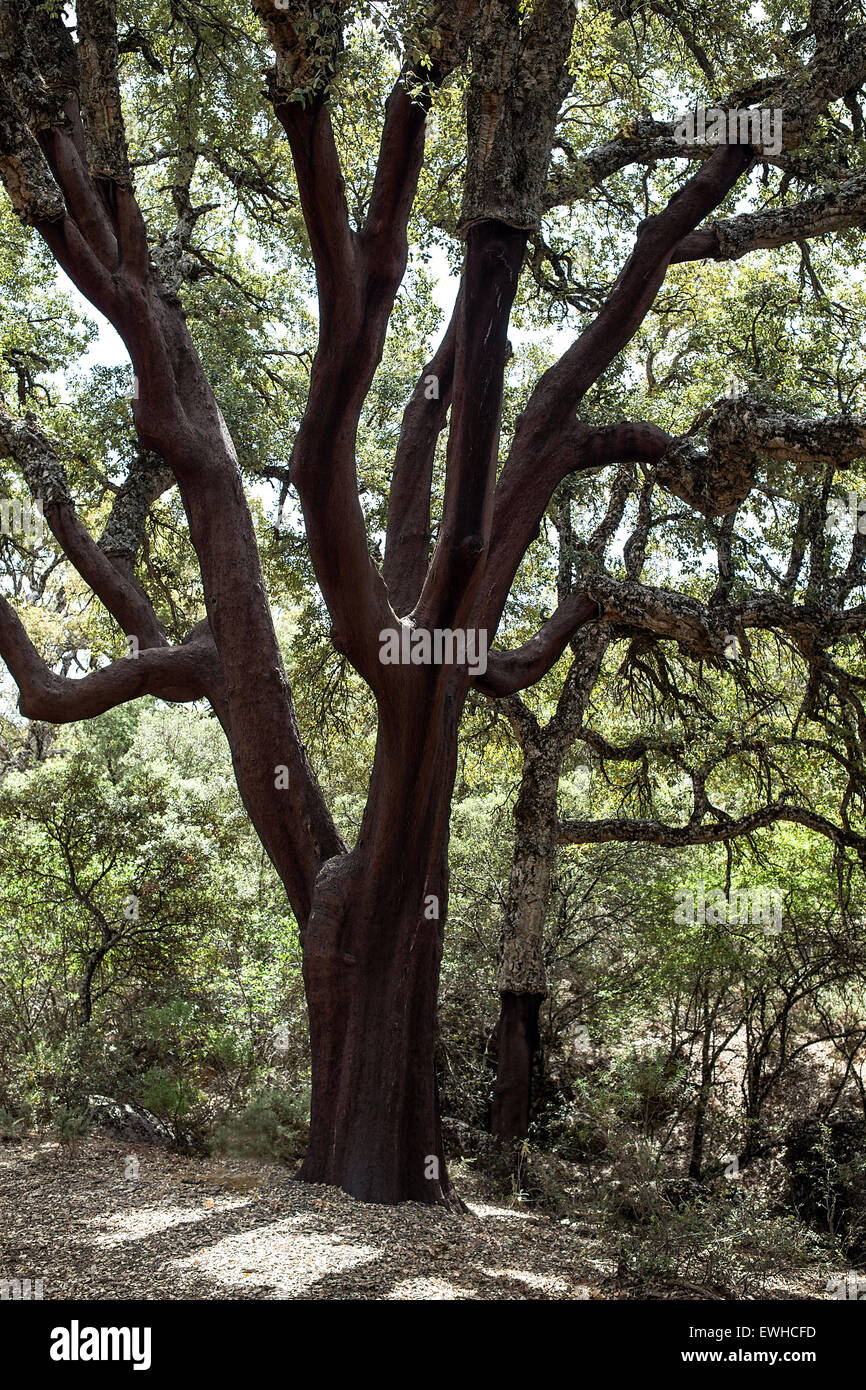 Lecci treel arge e splendida in natura con enormi rami . Foto Stock