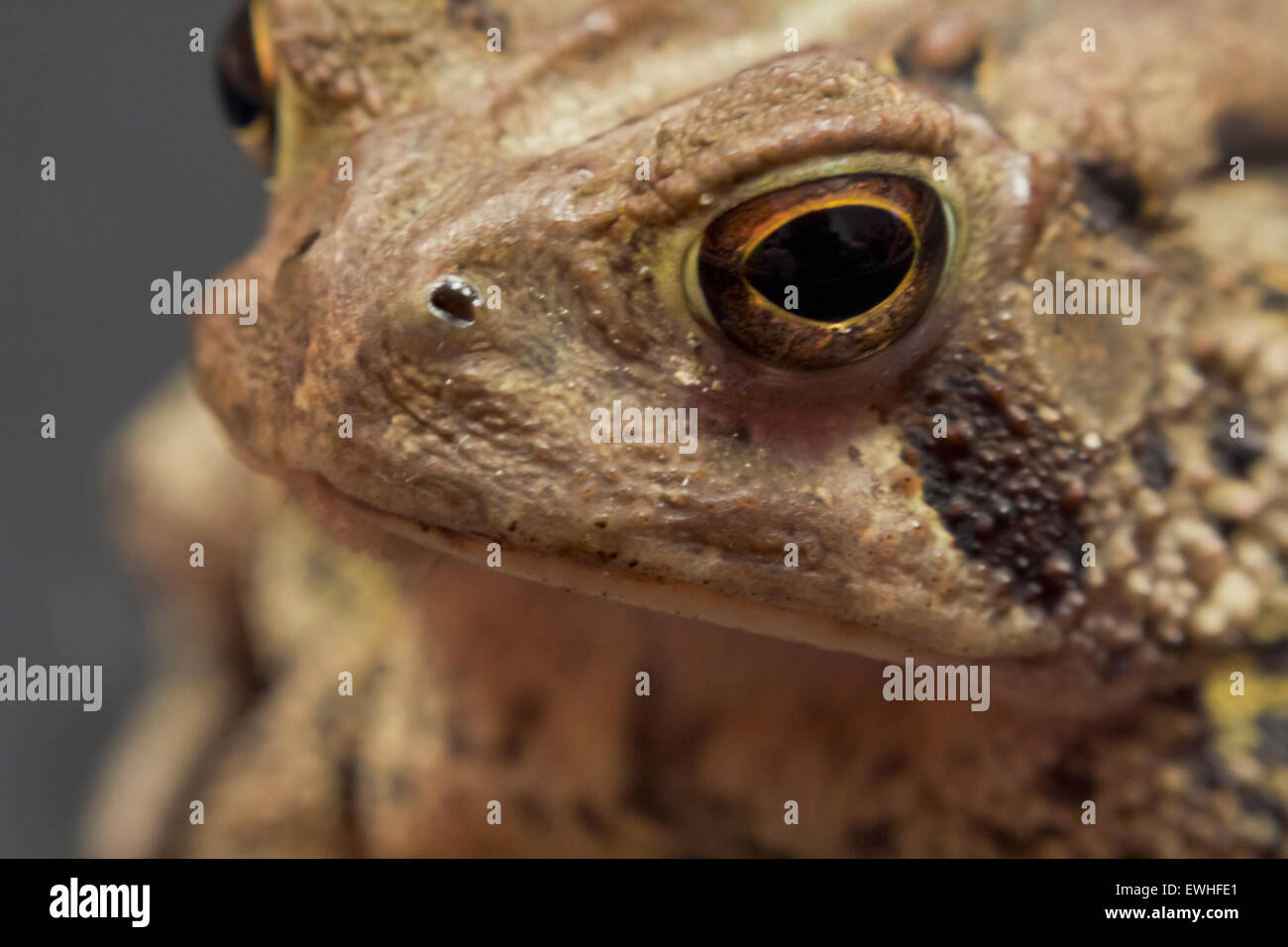 Close up macro di grumpy rospi gigante giallo occhi Foto Stock