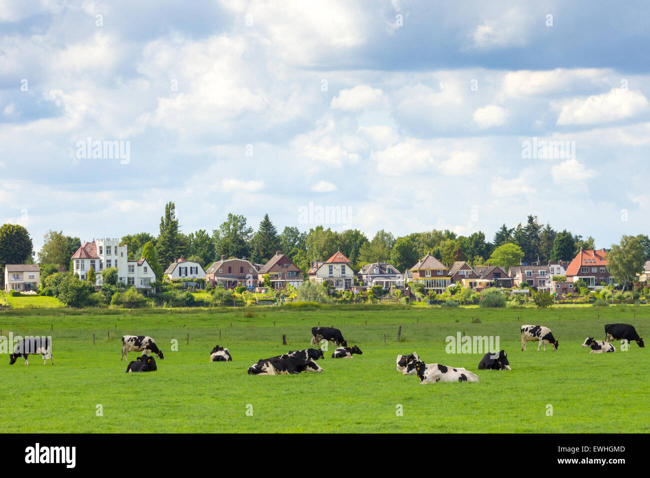 Terreni agricoli con vacche con la città di Dieren (Gelderland) in background. Paesi Bassi Foto Stock