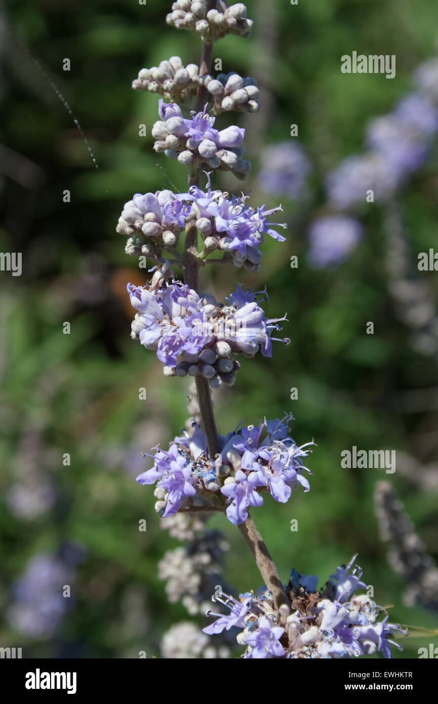 Primo piano della struttura casto / del monaco fiori di pepe ed il ramo sp. Vitex agnus-castus 'ligaria' Lemnos / limnos Island, Grecia Foto Stock