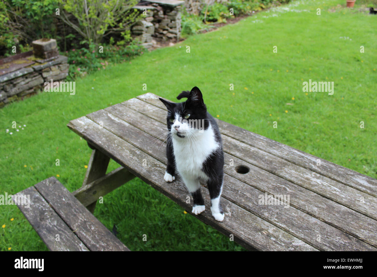Gatti con atteggiamento nel giardino sul prato e panca Foto Stock