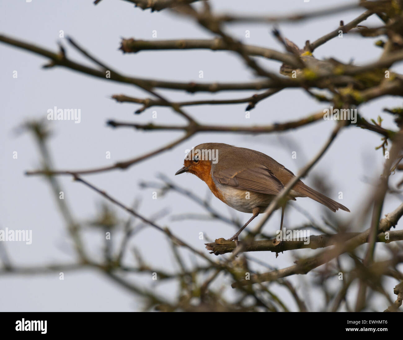 Robin (erithacus rubecula) arroccato nella struttura ad albero Foto Stock