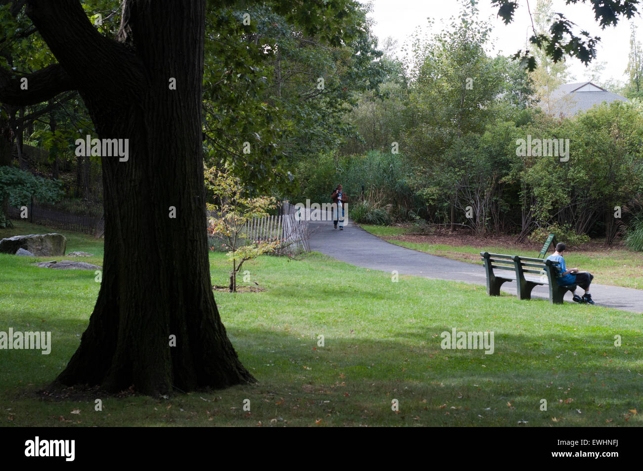 Passeggiate attraverso i boschi di conifere in New York Giardino Botanico. Fiume Bronx Pkwy e Kazimoroff Boulevard. M B Foto Stock