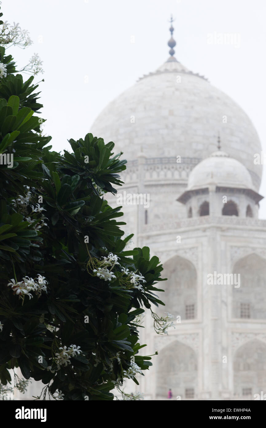 Taji Mahal, Agra,Iwas commissionato nel 1632 dall'imperatore Mughal Shah Jahan regnò (1628-1658) per alloggiare la tomba di sua favorit Foto Stock