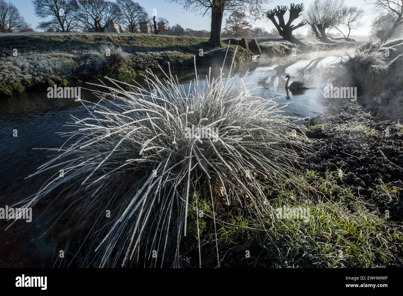 Un cigno nuota su un fiume su un precoce, frosty mattina in Richmond Park Foto Stock