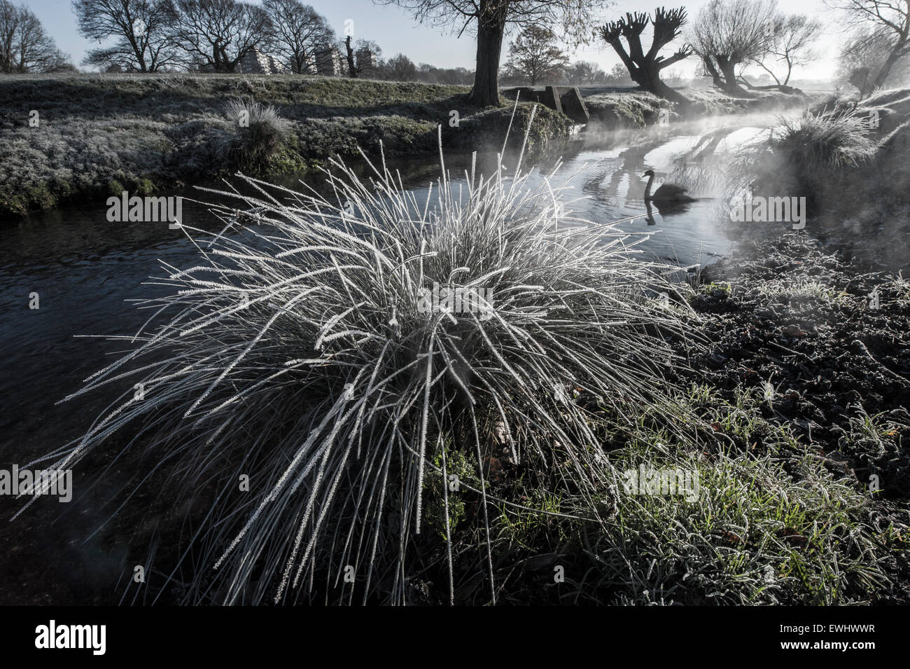 Un cigno nuota su un fiume su un precoce, frosty mattina in Richmond Park Foto Stock