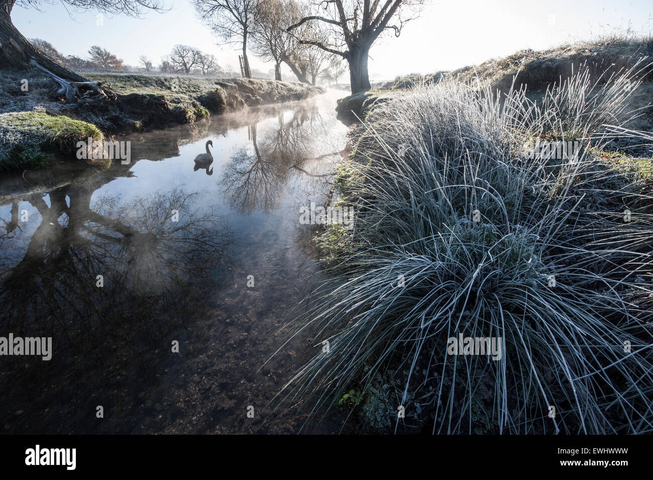 Un cigno nuota su un fiume su un precoce, frosty mattina in Richmond Park Foto Stock