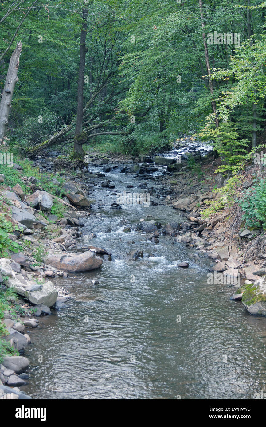 Piccolo fiume di montagna nei Carpazi, Ucraina. Foto Stock