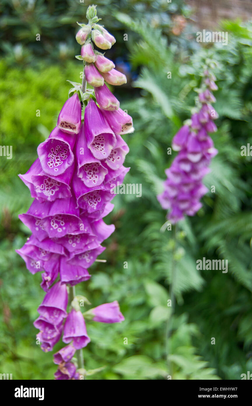 Foxglove viola (Digitalis purpurea) Foto Stock