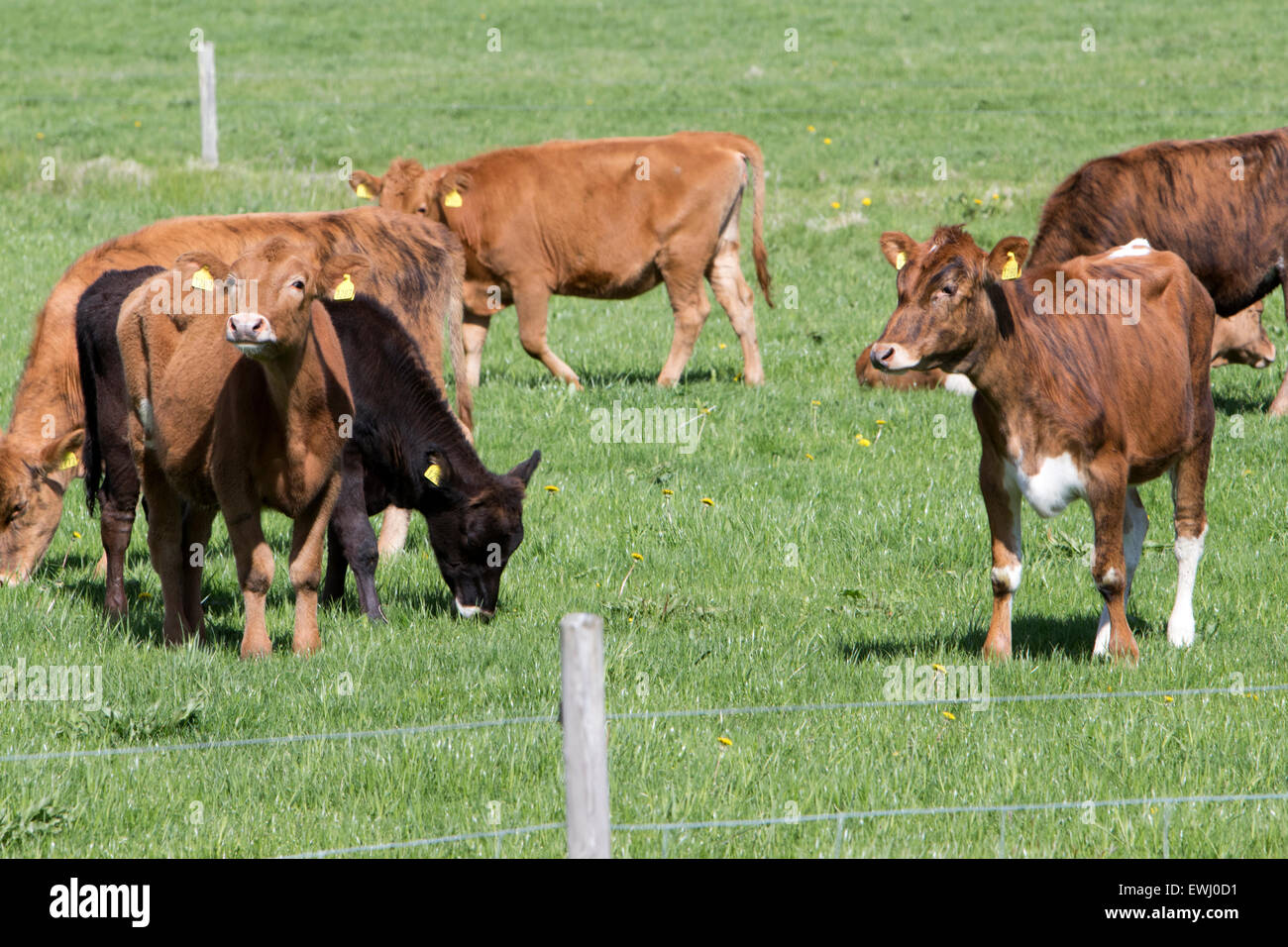 Mandria di mucche islandese in pascolo durante il periodo estivo in Islanda Foto Stock