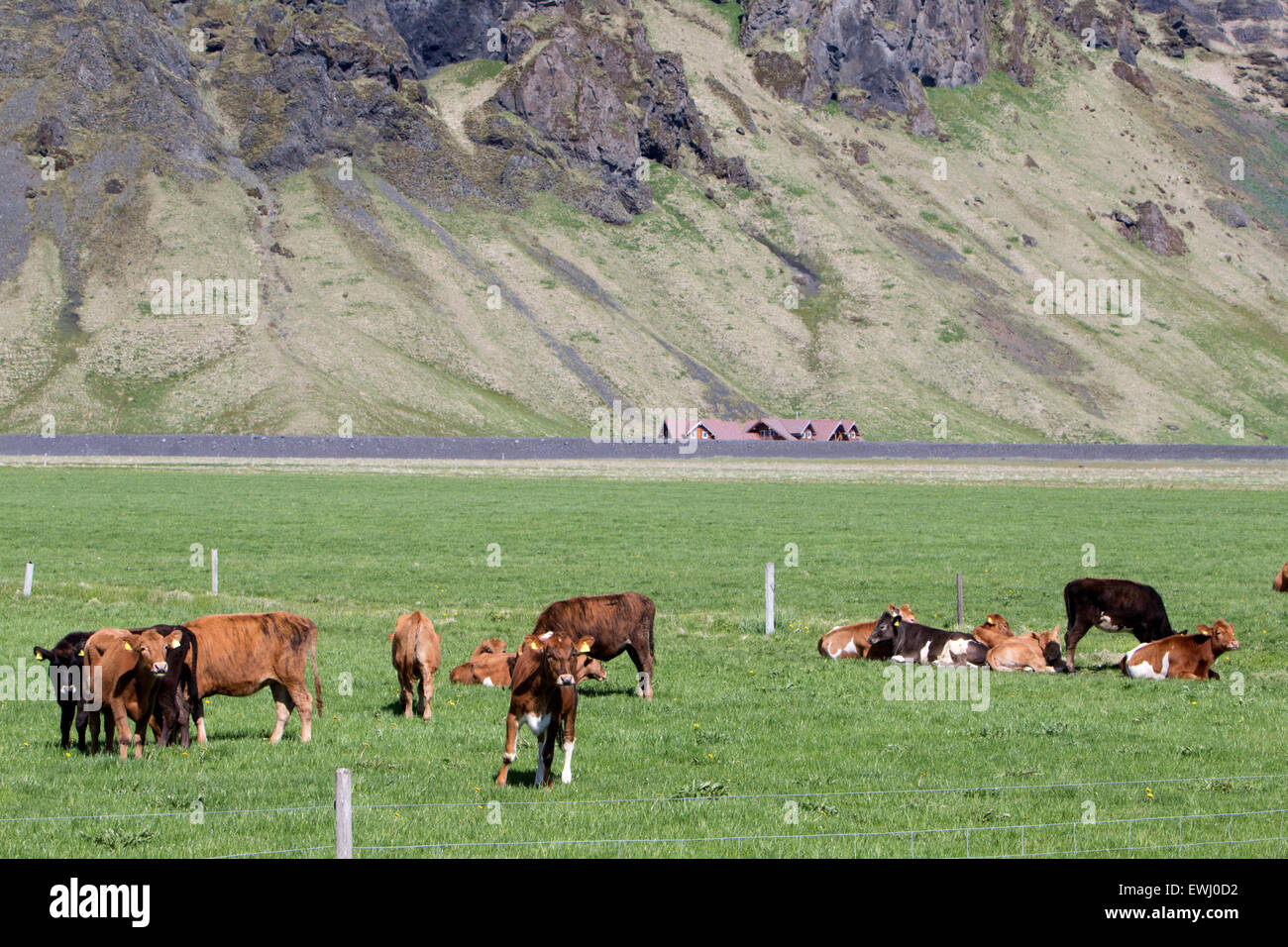 Mandria di mucche islandese in pascolo durante il periodo estivo in Islanda Foto Stock
