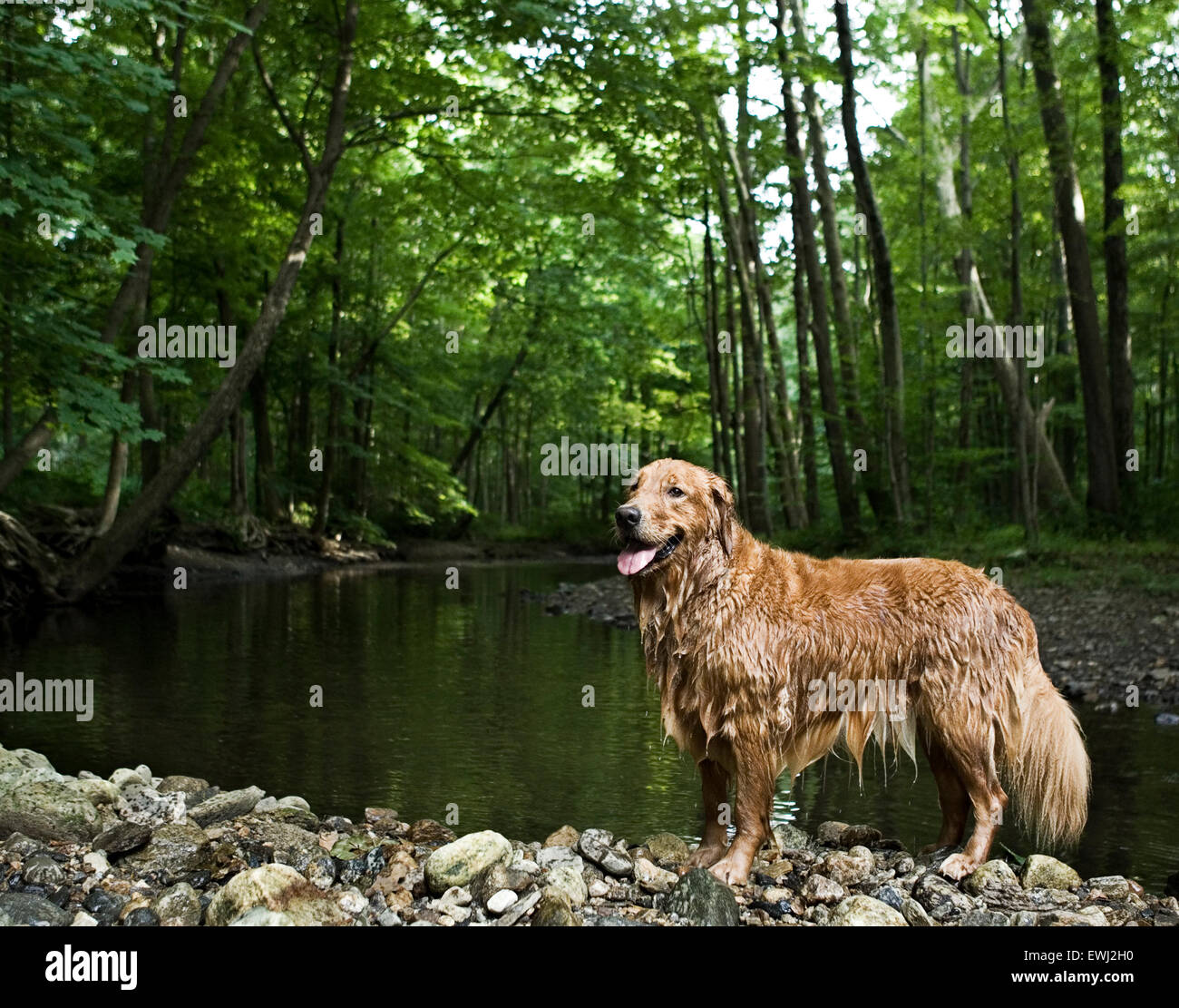 Soaking Wet Golden Retriever cane sulle rocce presso la riva di un torrente nel bosco Foto Stock