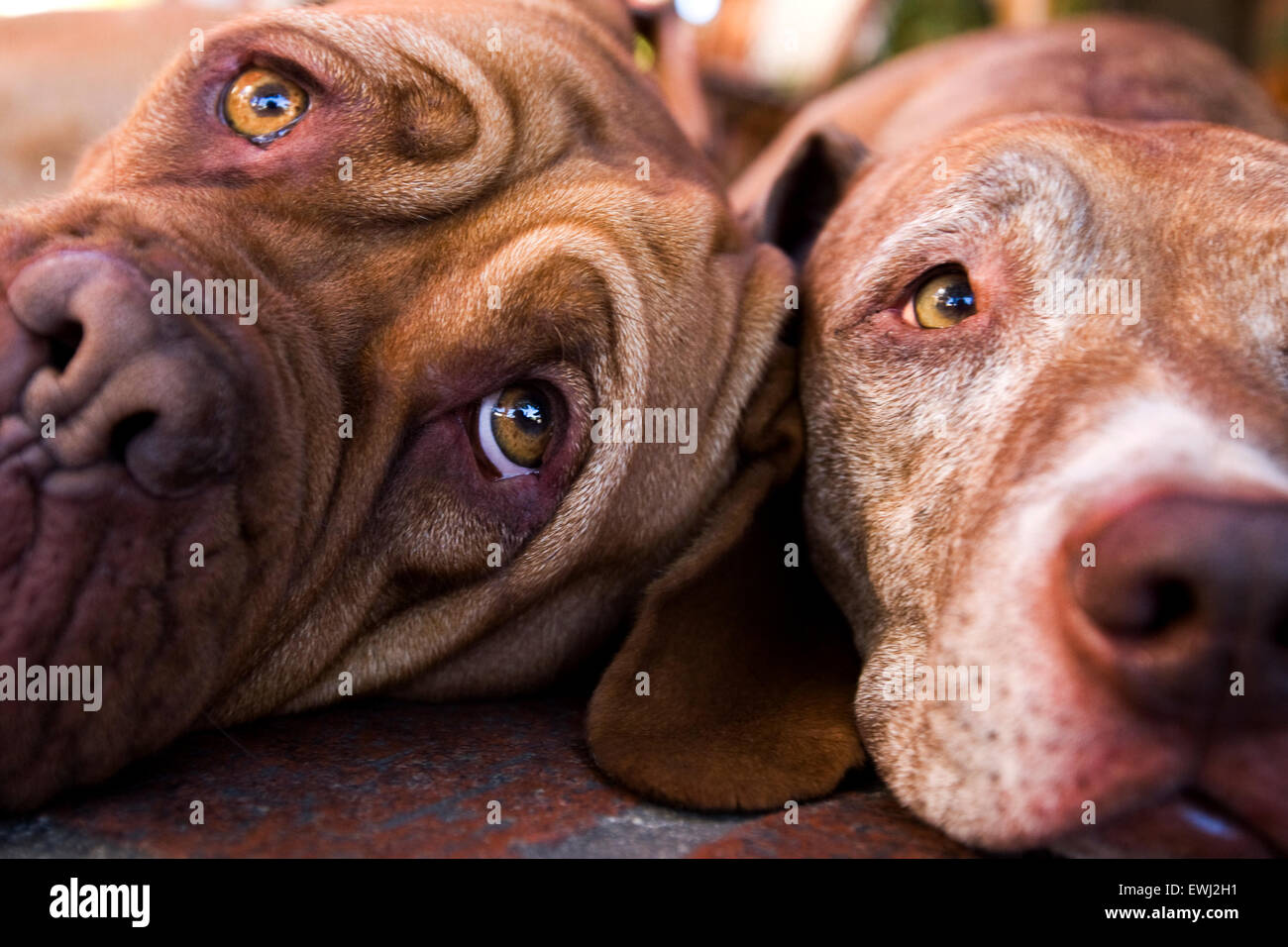 In prossimità dei due molto espressivo facce di cani che stabilisce una accanto all'altra Foto Stock