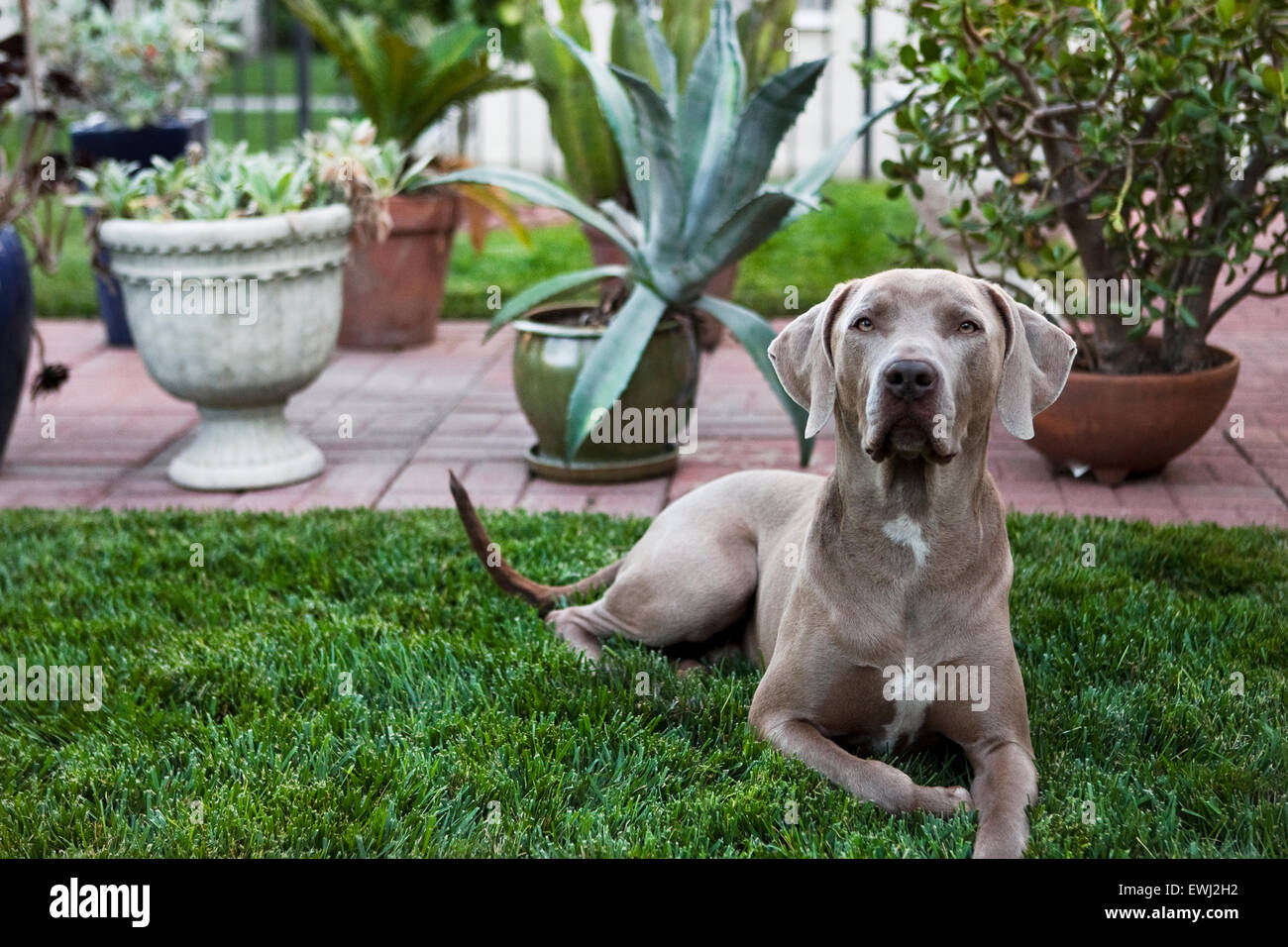 Regal Weimaraner cane che stabilisce in un lussureggiante cortile prato davanti più di piante in vaso Foto Stock