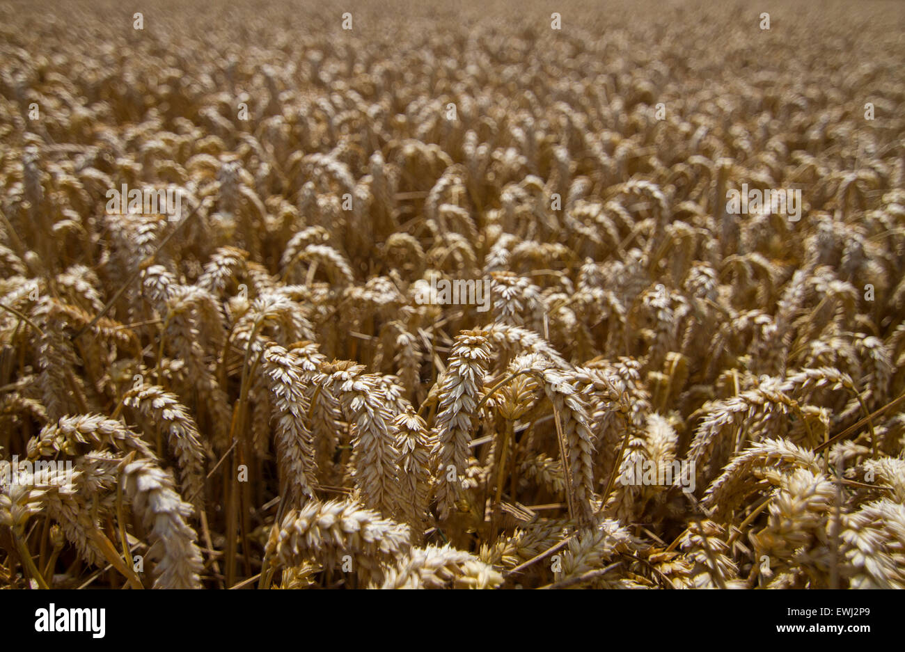 La lolla di grano pronto per la raccolta in campo Foto Stock