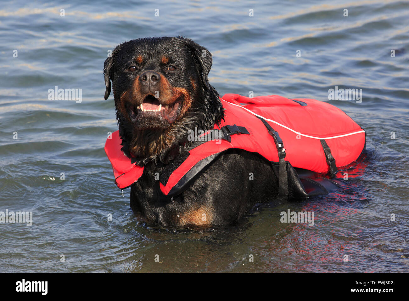 L'ex Rottweiler campione di malta di prendere un bagno a Rinella Bay, Kalkara, Malta Foto Stock