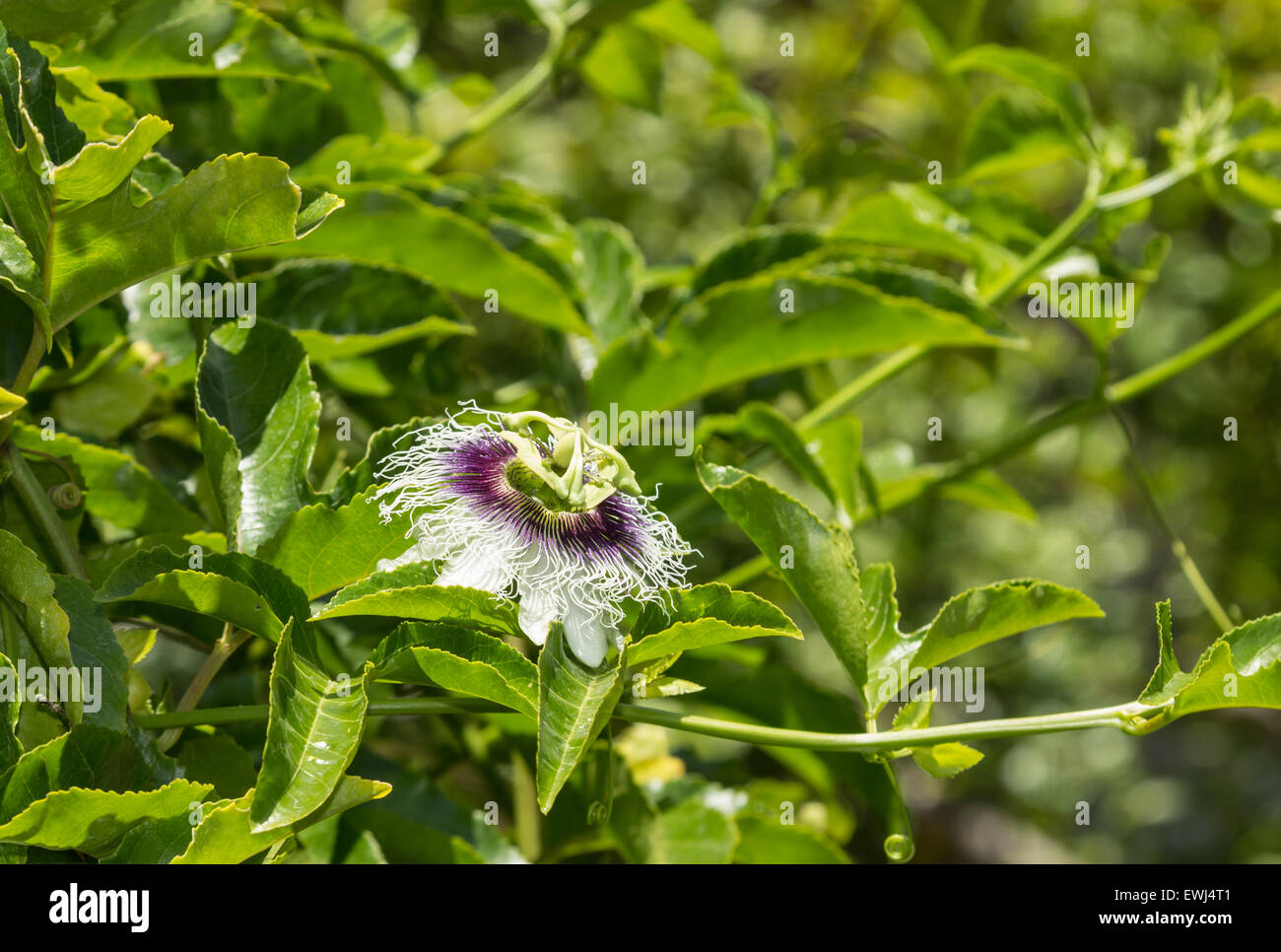 Viola e bianco di frutti di passiflora, Passiflora incarnata, bracci sul verde della vigna in estate Foto Stock