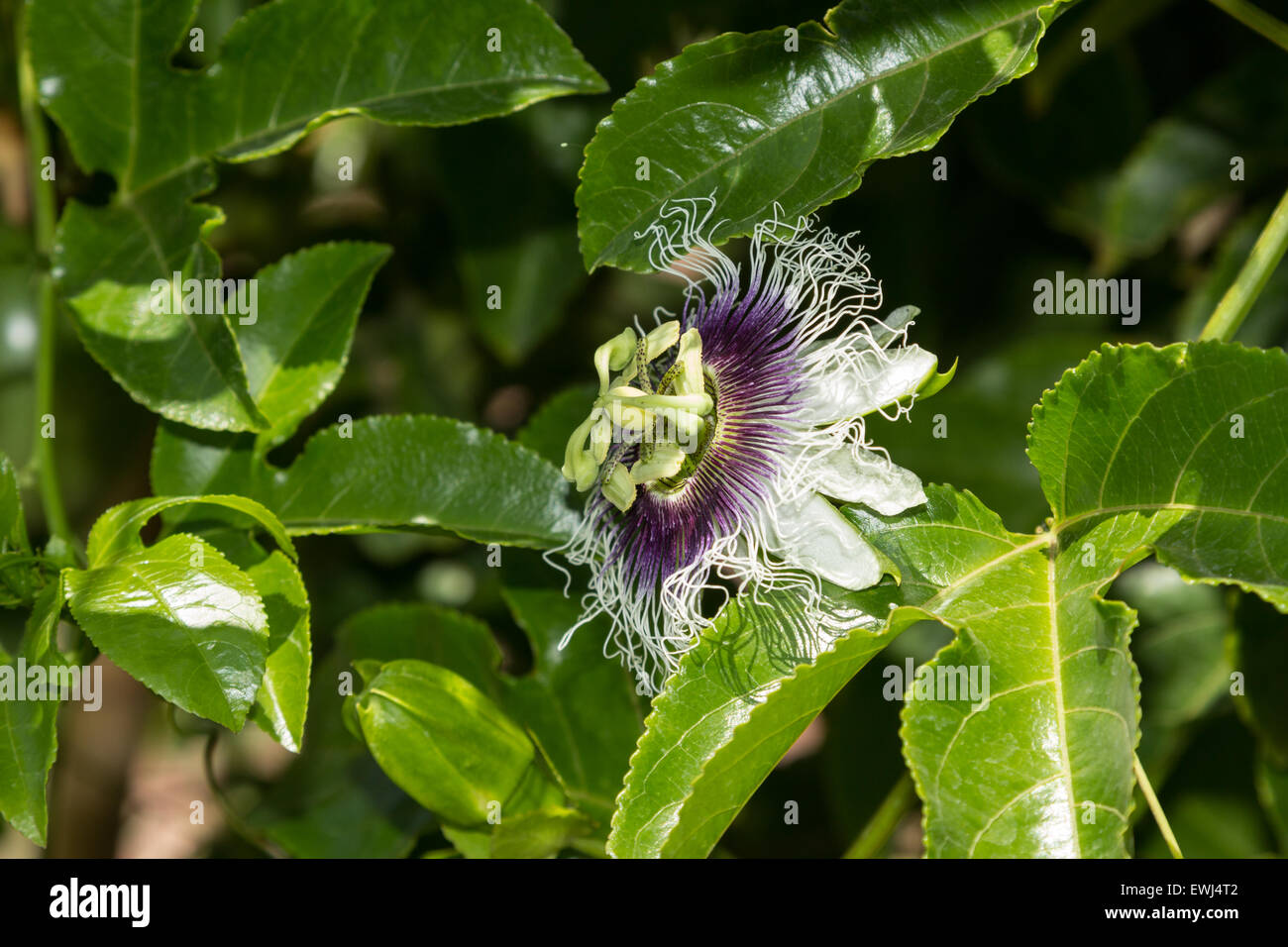 Viola e bianco di frutti di passiflora, Passiflora incarnata, bracci sul verde della vigna in estate Foto Stock