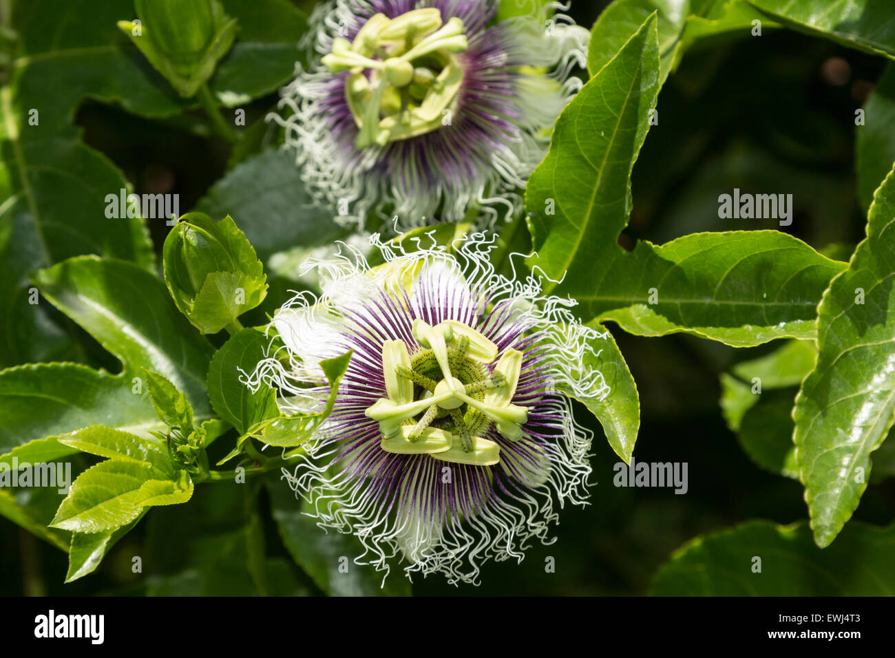 Passiflora incarnata immagini e fotografie stock ad alta risoluzione - Alamy