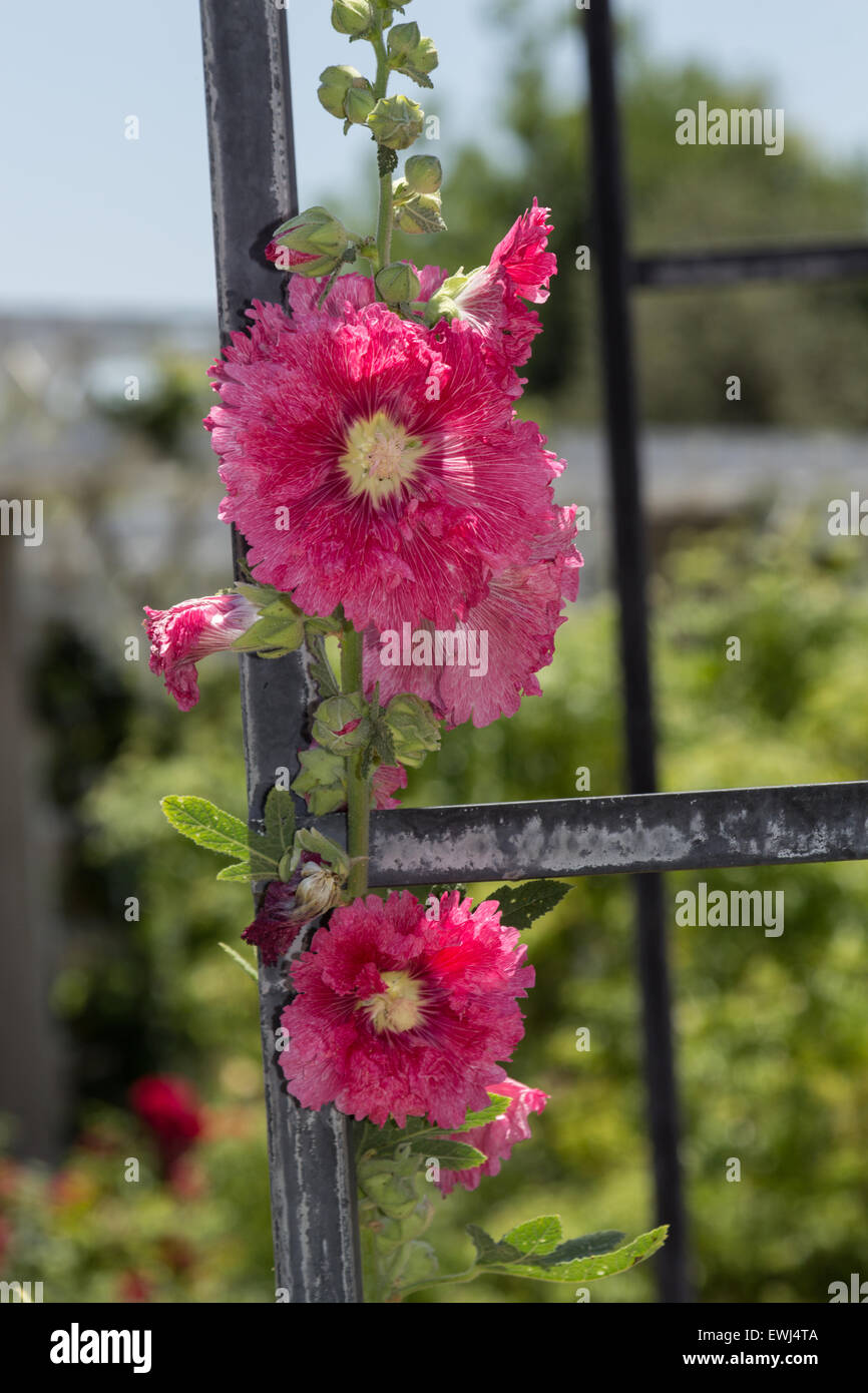 Frilly fiore rosa, paeonia, fiorisce in primavera su un traliccio Foto Stock