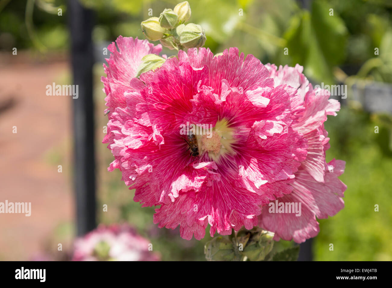 Frilly fiore rosa, paeonia, fiorisce in primavera su un traliccio Foto Stock