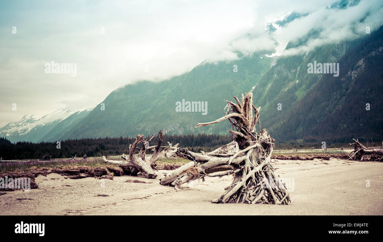 Grande radice sfere lavato fino a una spiaggia in ingresso Tayasanka nel sud-est dell Alaska su un nuvoloso giorno di estate elaborato con vintage Foto Stock