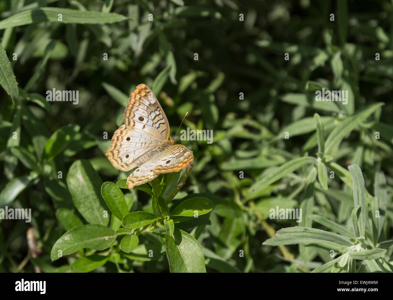 Dipinto di lady butterfly, Cynthia genere, in primavera Foto Stock